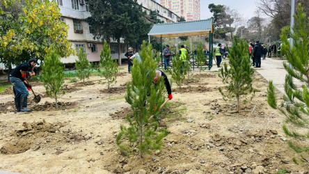 X.Məmmədov küçəsi 31 ünvanında ağacəkmə aksiyası keçirildi