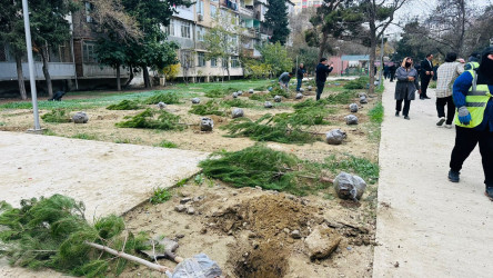 X.Məmmədov küçəsi 31 ünvanında ağacəkmə aksiyası keçirildi