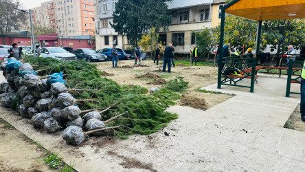 X.Məmmədov küçəsi 31 ünvanında ağacəkmə aksiyası keçirildi