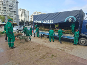 Xətai rayonunda növbəti yaşıllaşdırma tədbiri keçirilib